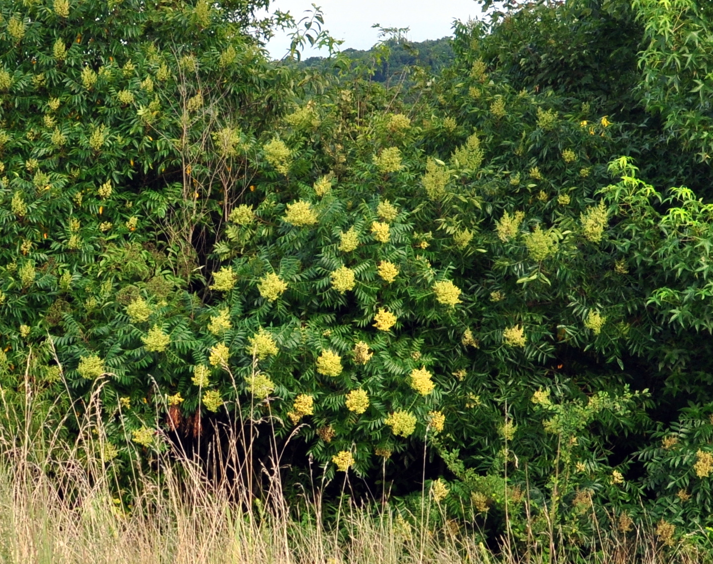 Small shrub with yellow blooms.