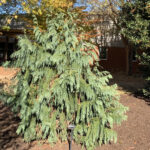 Weeping Blue Alaskan Cedar in the landscape