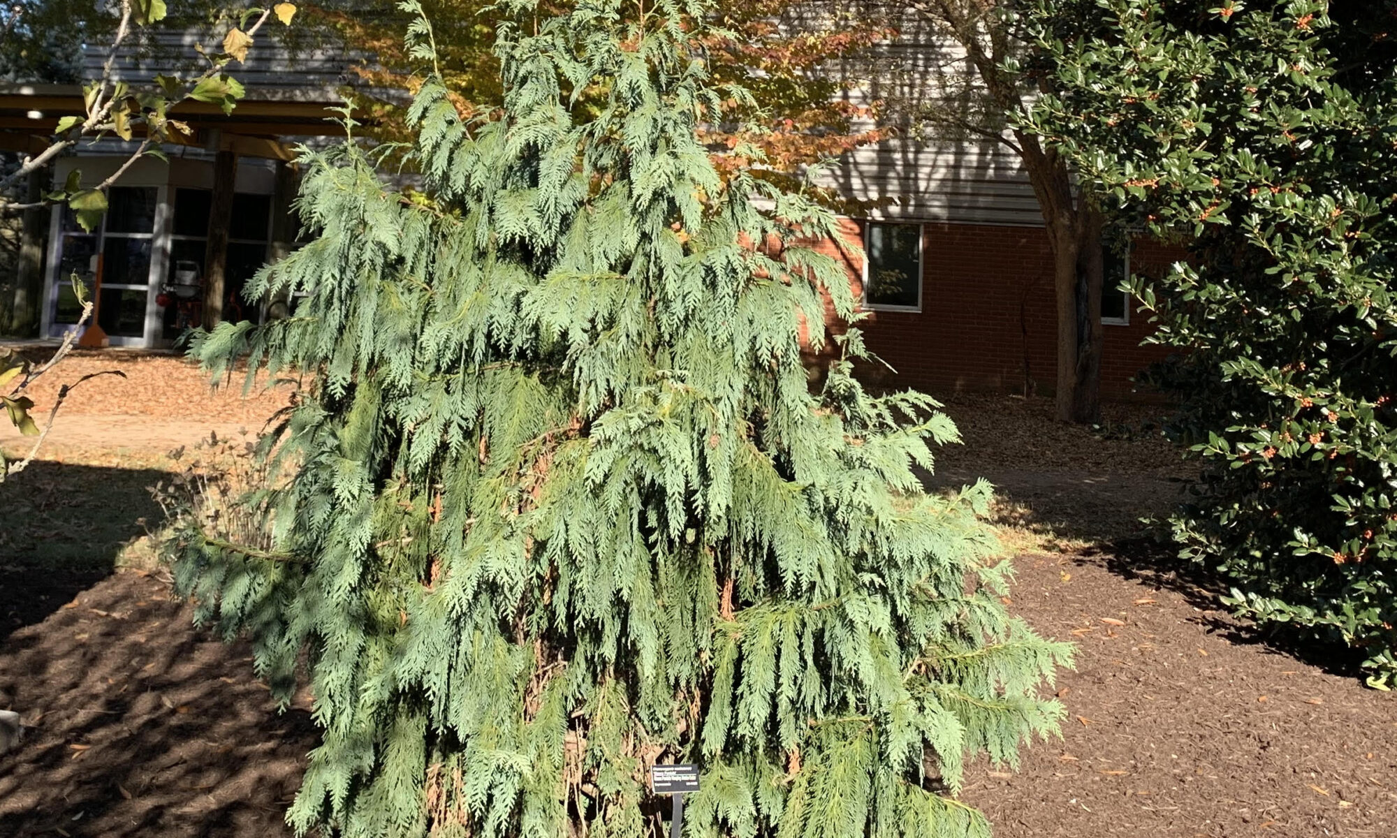 Weeping Blue Alaskan Cedar in the landscape