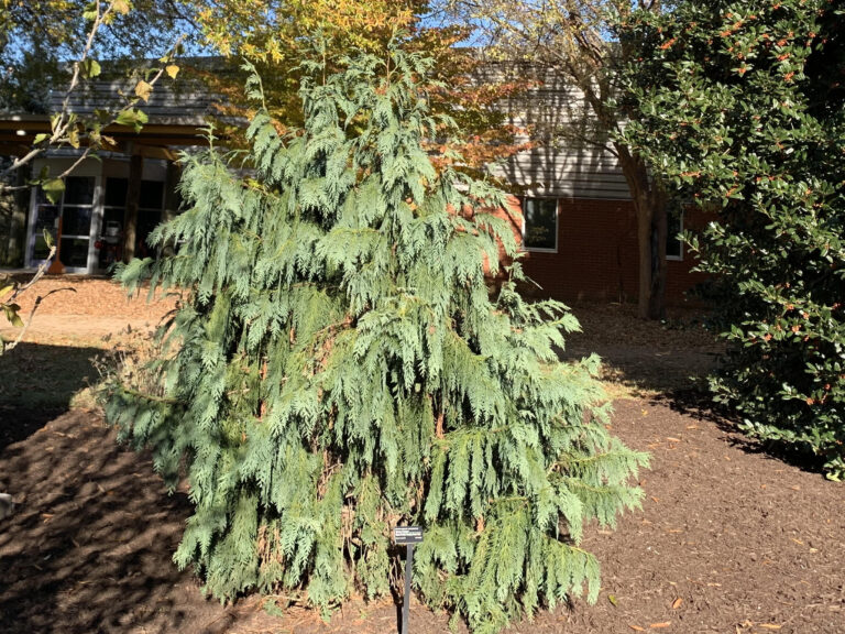 Weeping Blue Alaskan Cedar in the landscape