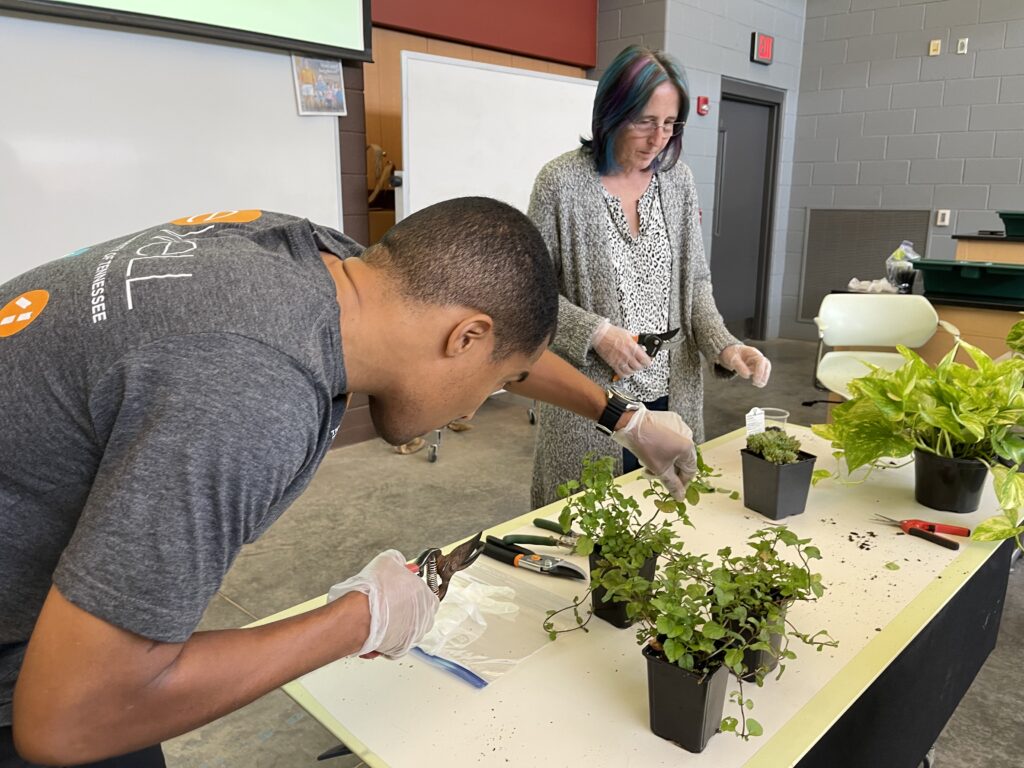 People taking cuttings from houseplants