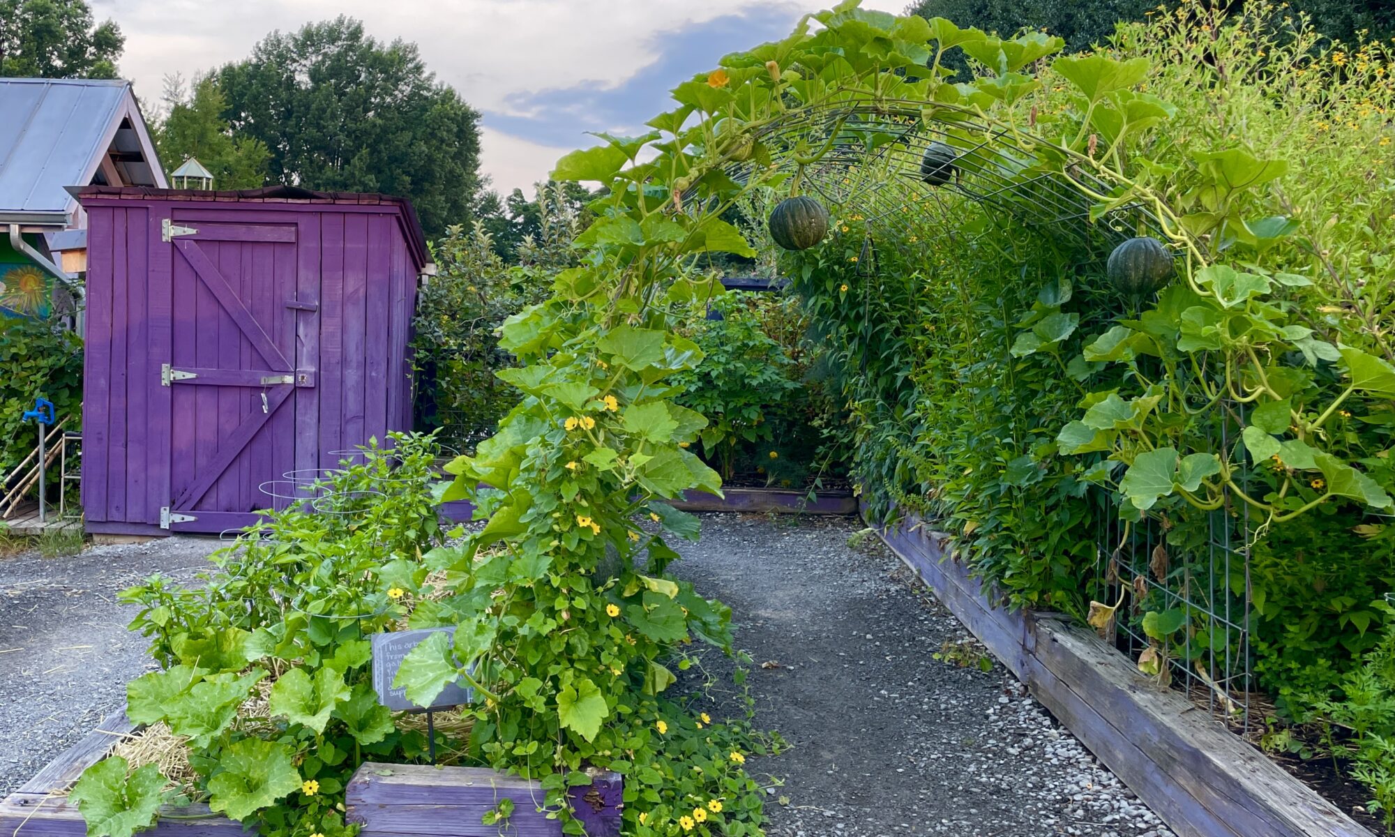 Vine growing on an arched trellis over a garden path.