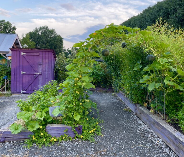 Vine growing on an arched trellis over a garden path.