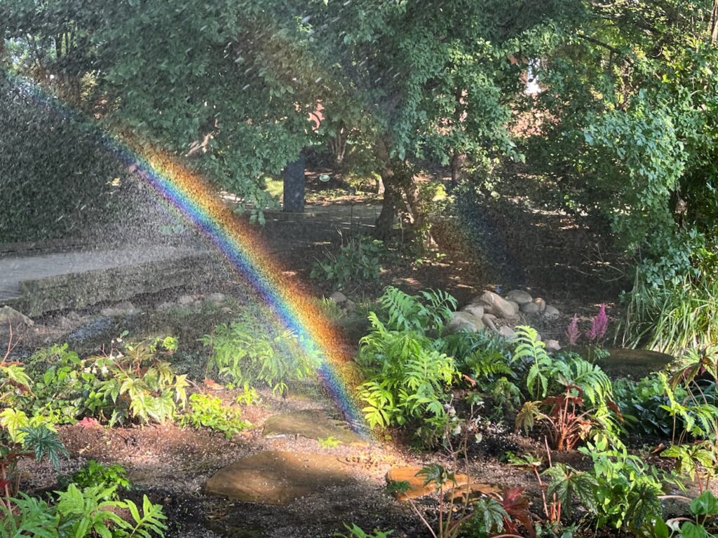 Rainbow in a garden appearing in the mist from watering plants