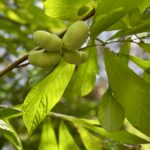 Cluster of pawpaw fruit on a branch, surrounded by foliage