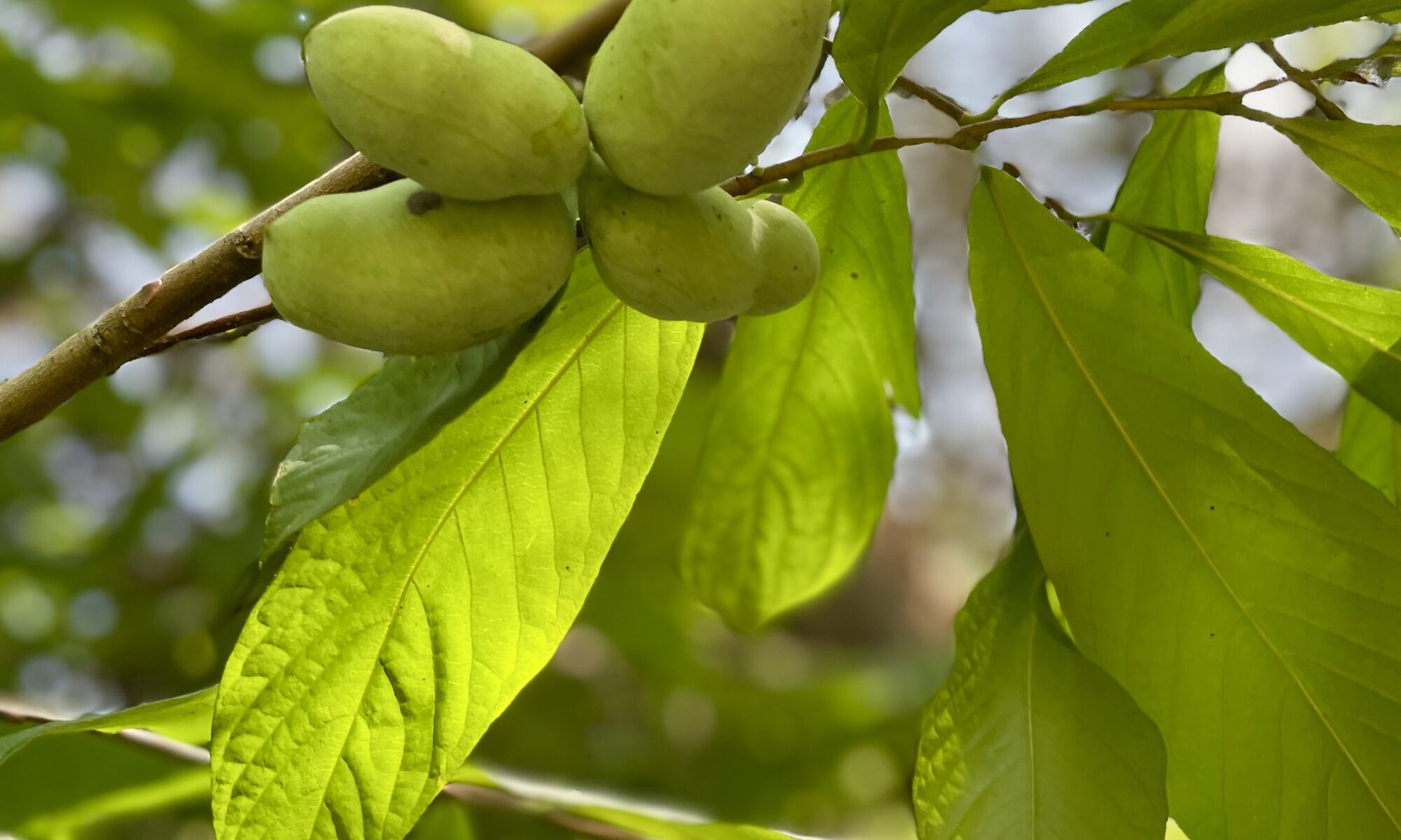 Cluster of pawpaw fruit on a branch, surrounded by foliage