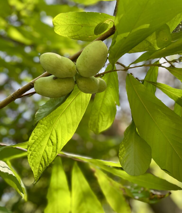 Cluster of pawpaw fruit on a branch, surrounded by foliage