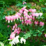 pink blooms of bleeding heart plant