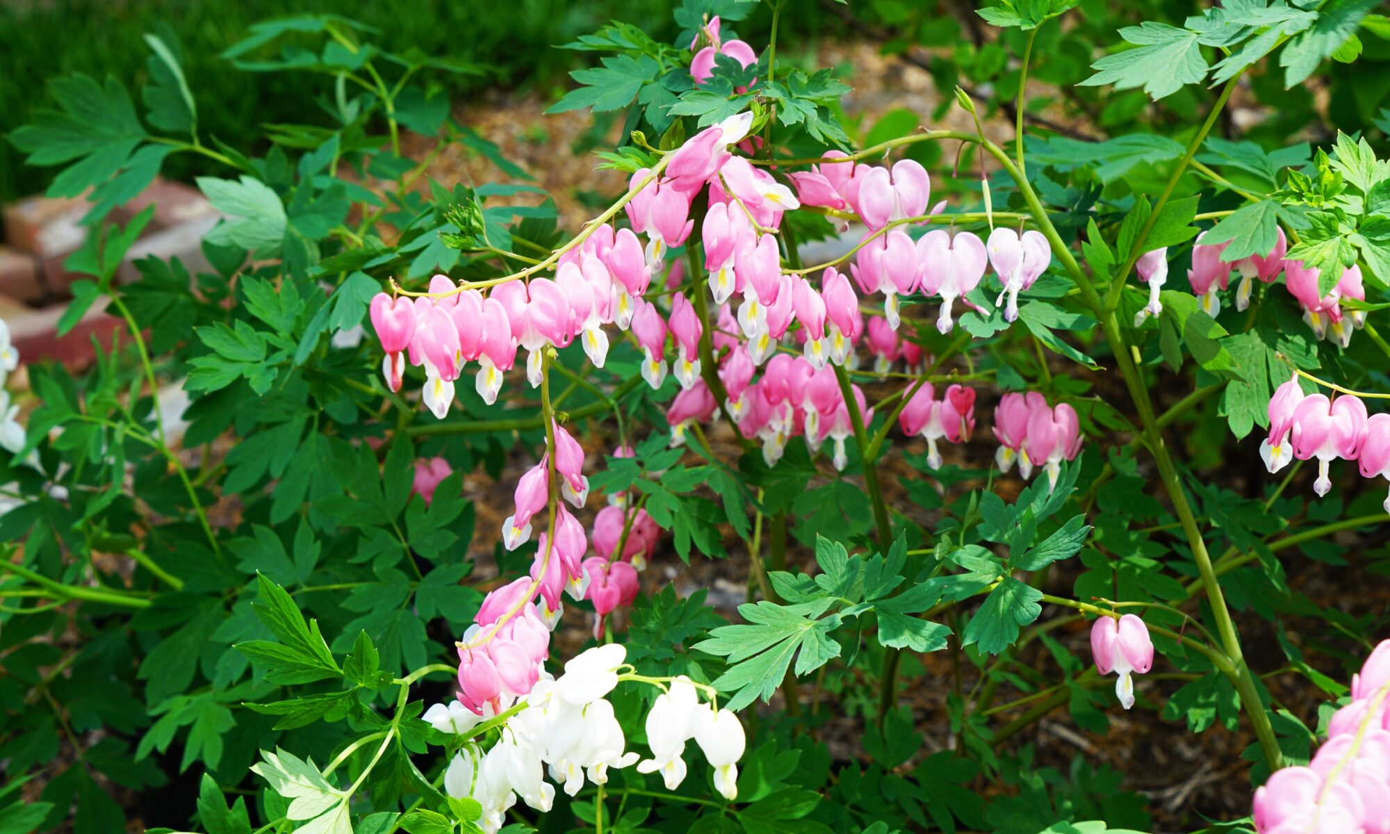 pink blooms of bleeding heart plant