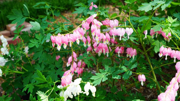 pink blooms of bleeding heart plant