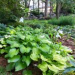 Large-leaved chartreuse foliage plant with stalks of white blooms.