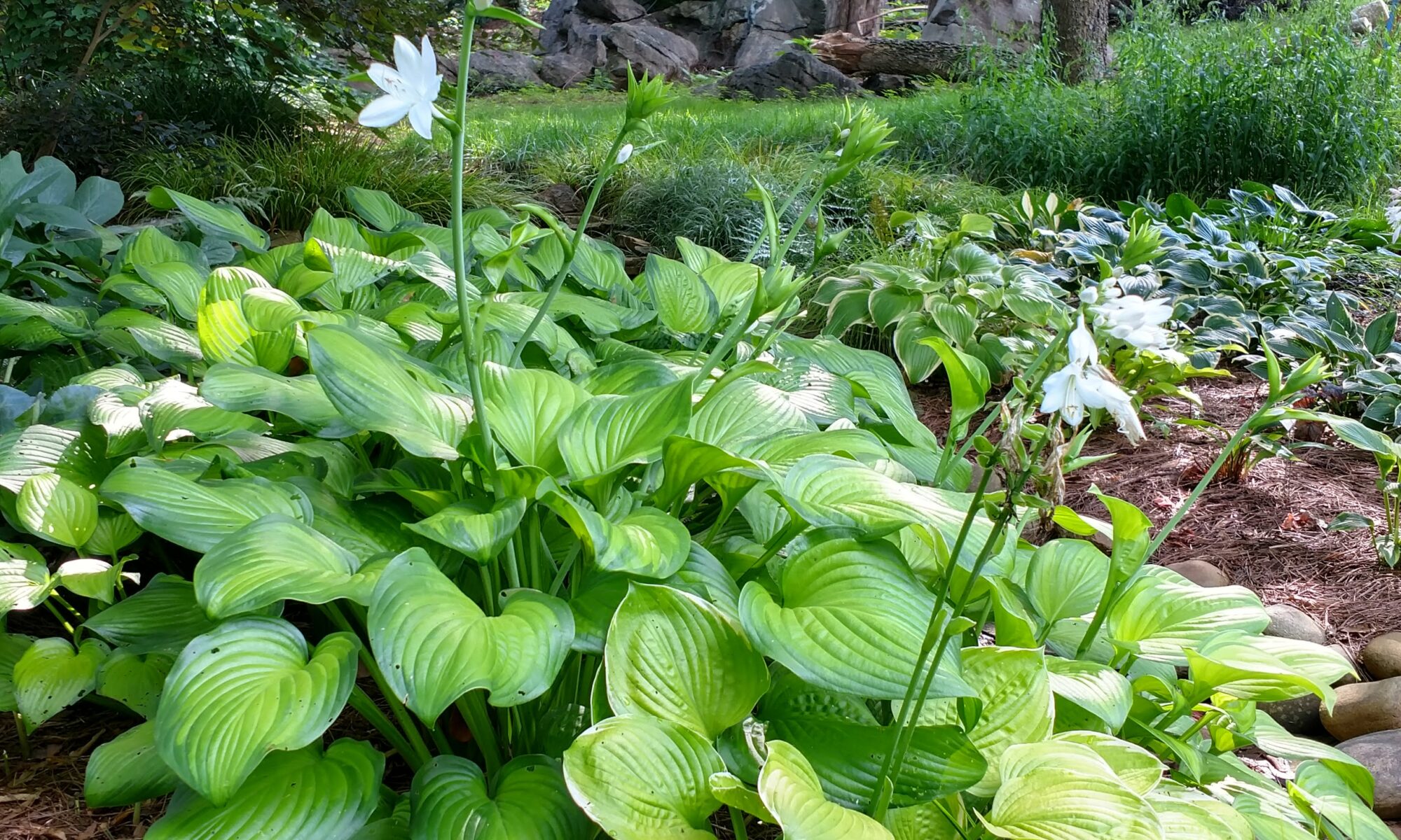 Large-leaved chartreuse foliage plant with stalks of white blooms.