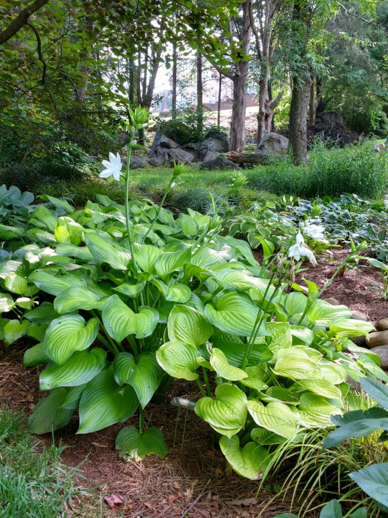 Large-leaved chartreuse foliage plant with stalks of white blooms.
