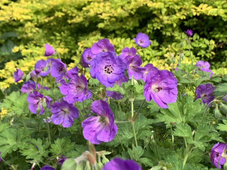 Hardy Geraniums Stand Out Under Trees and Shrubs, Trouble Areas and Partial Shade Gardens