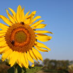 Large sunflower bloom with bees