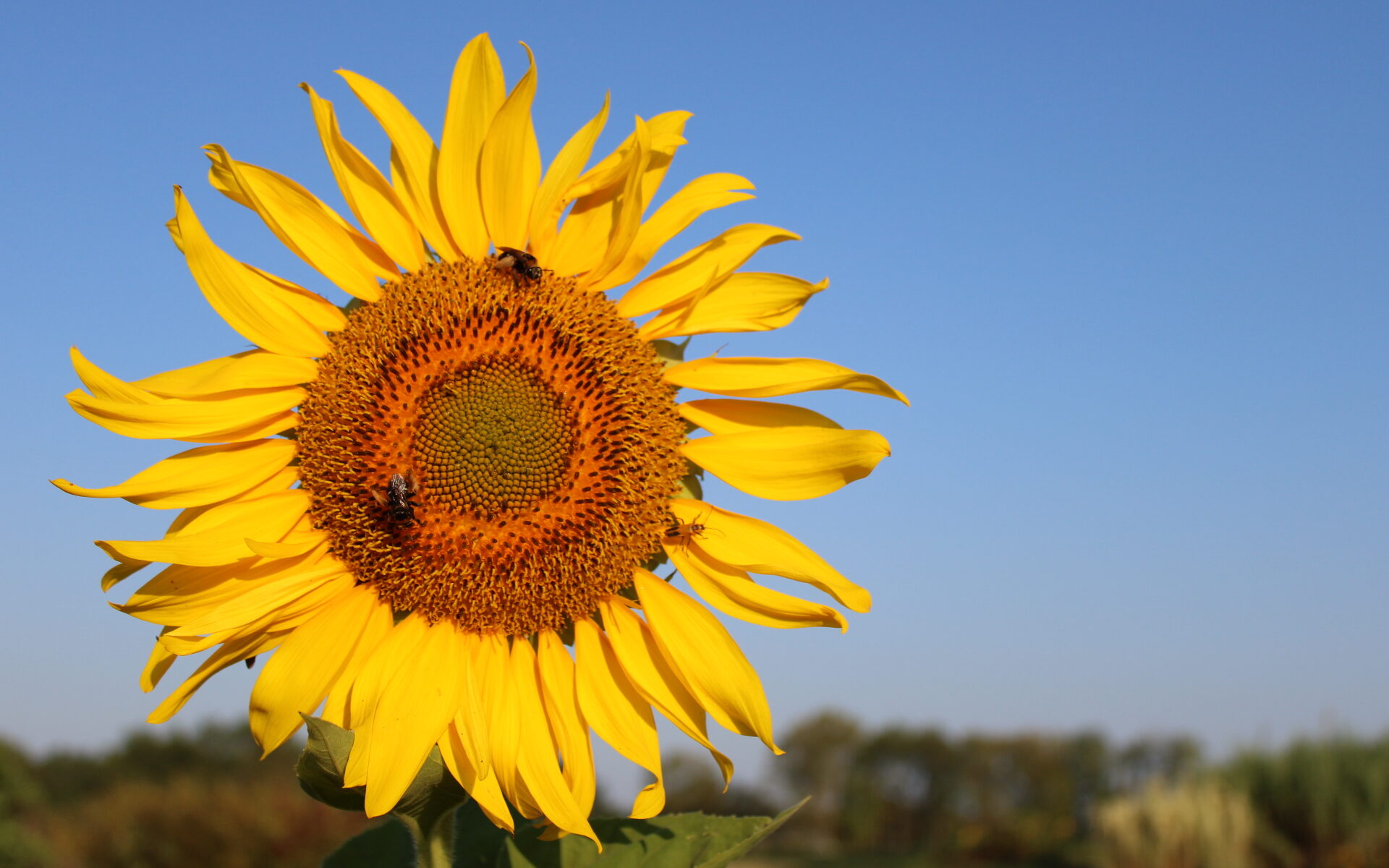 Large sunflower bloom with bees
