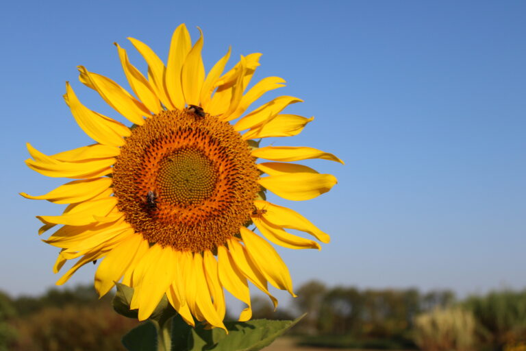 Large sunflower bloom with bees