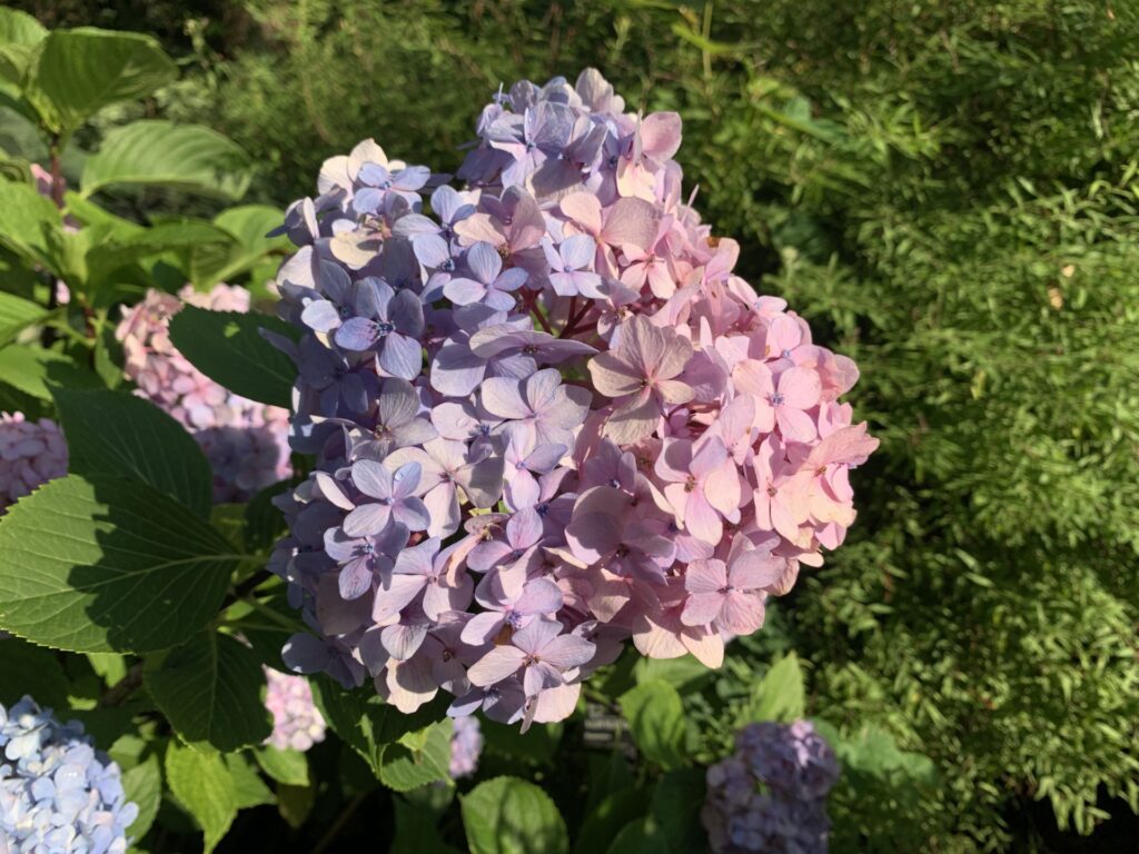 black stem hydrangea profile with purple and pink sepals