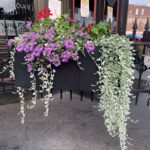 Silver foliage trailing over sides of a mixed container.