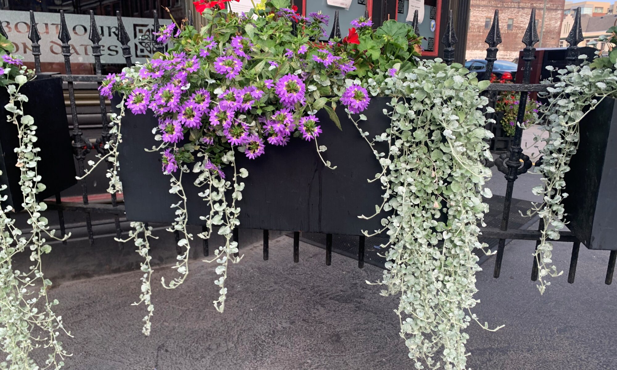 Silver foliage trailing over sides of a mixed container.