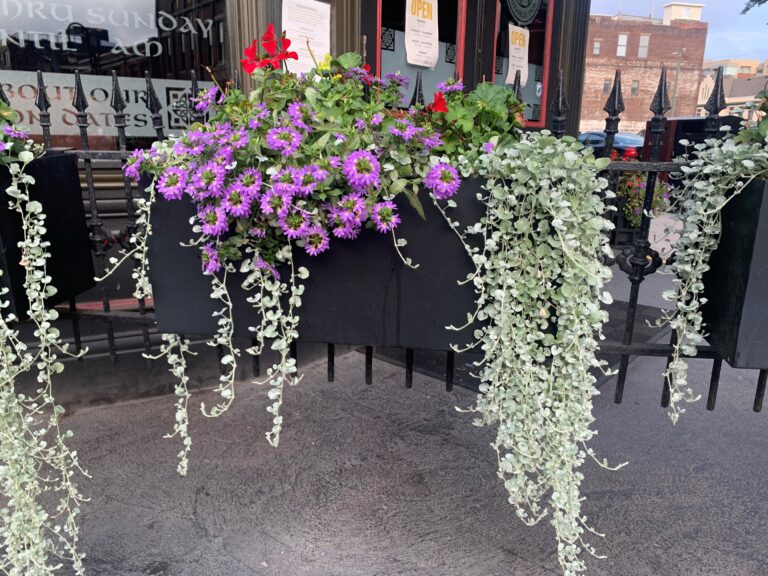 Silver foliage trailing over sides of a mixed container.