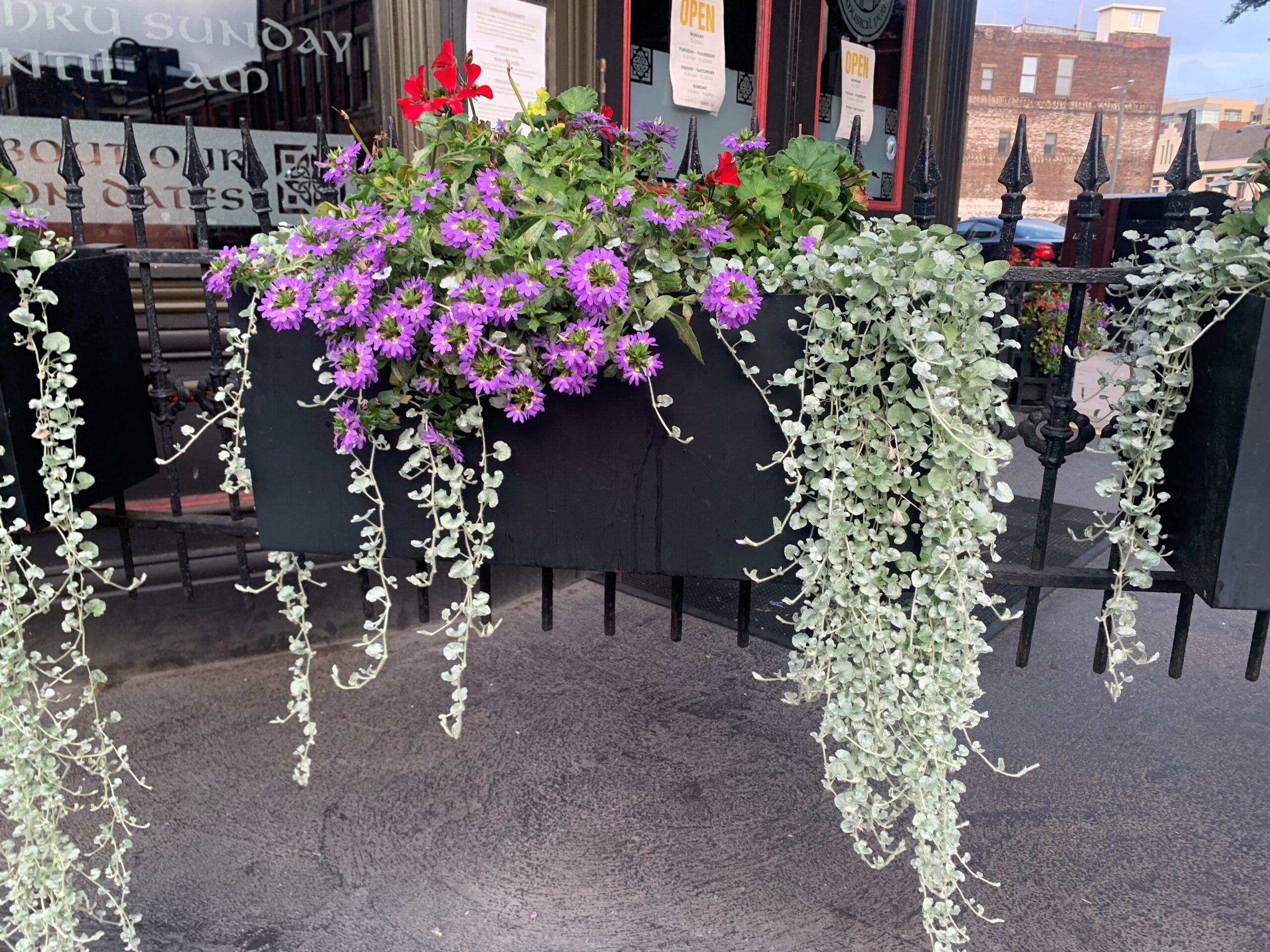 Delight in a Cascade of Delicate Foliage with 'Silver Falls' | UT