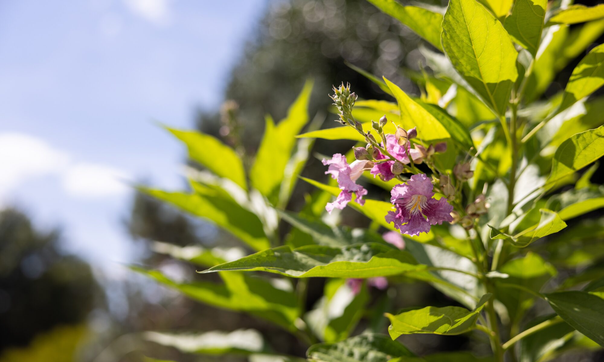 Pink blooms against light green foliage.