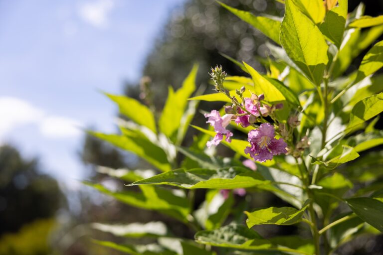 Pink blooms against light green foliage.
