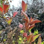 Close up of red fall foliage