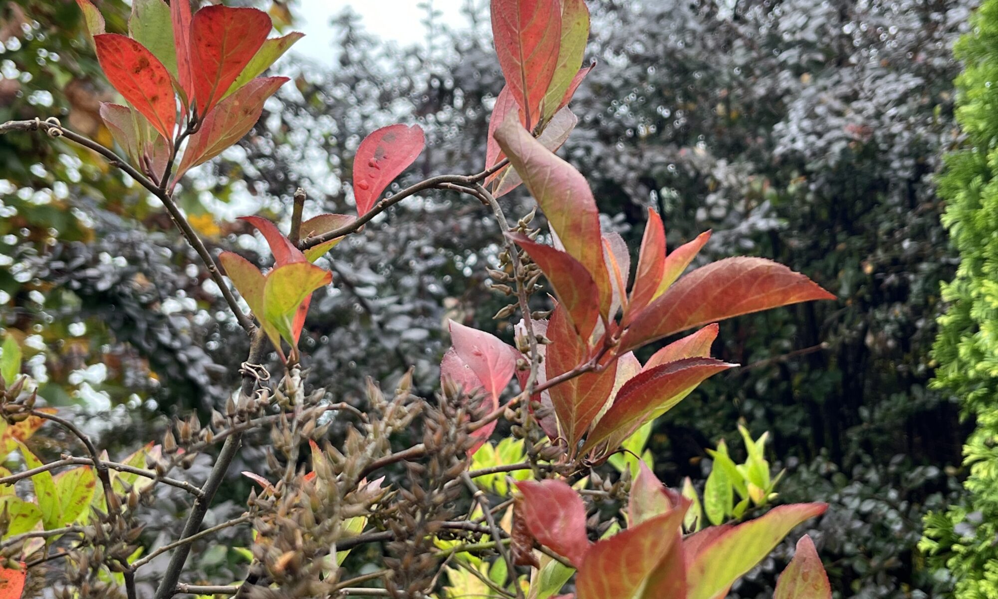 Close up of red fall foliage