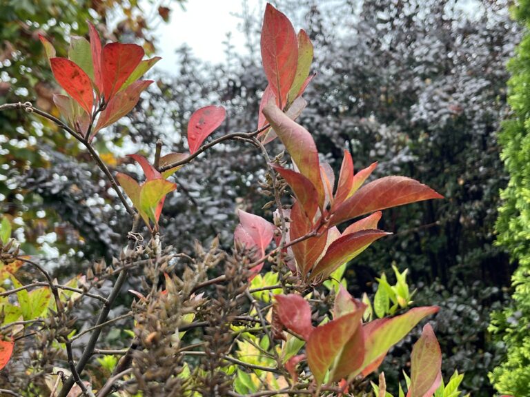 Close up of red fall foliage