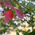 Red sassafras leaves in autumn.