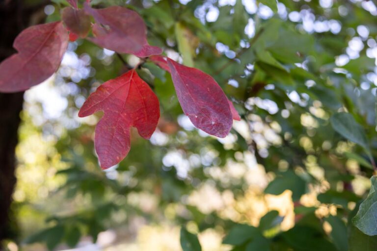 Red sassafras leaves in autumn.