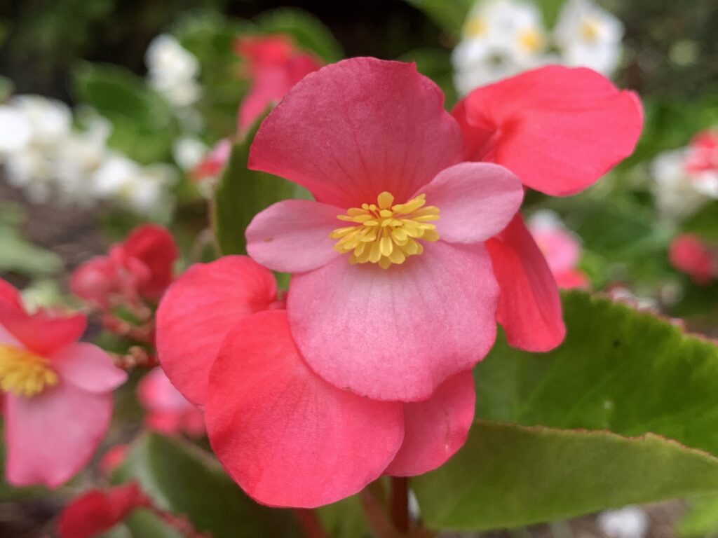 pink trial flower in bloom