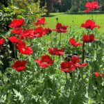 Bright red poppy blooms in a garden bed.