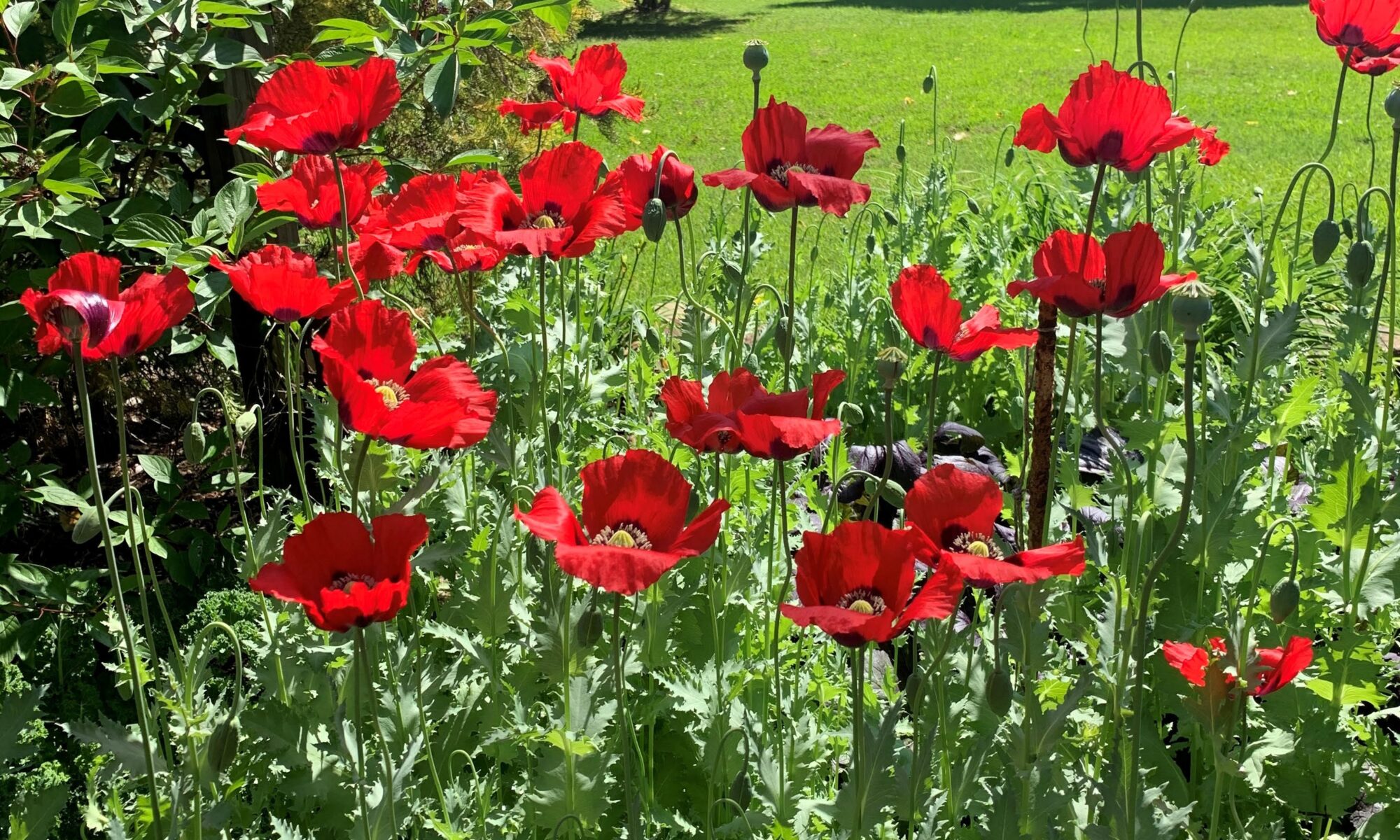Bright red poppy blooms in a garden bed.