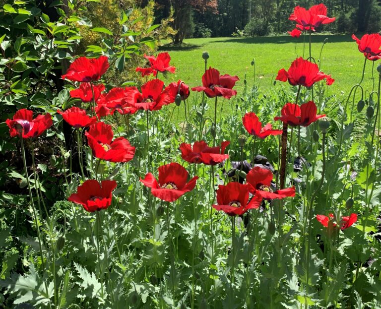 Bright red poppy blooms in a garden bed.