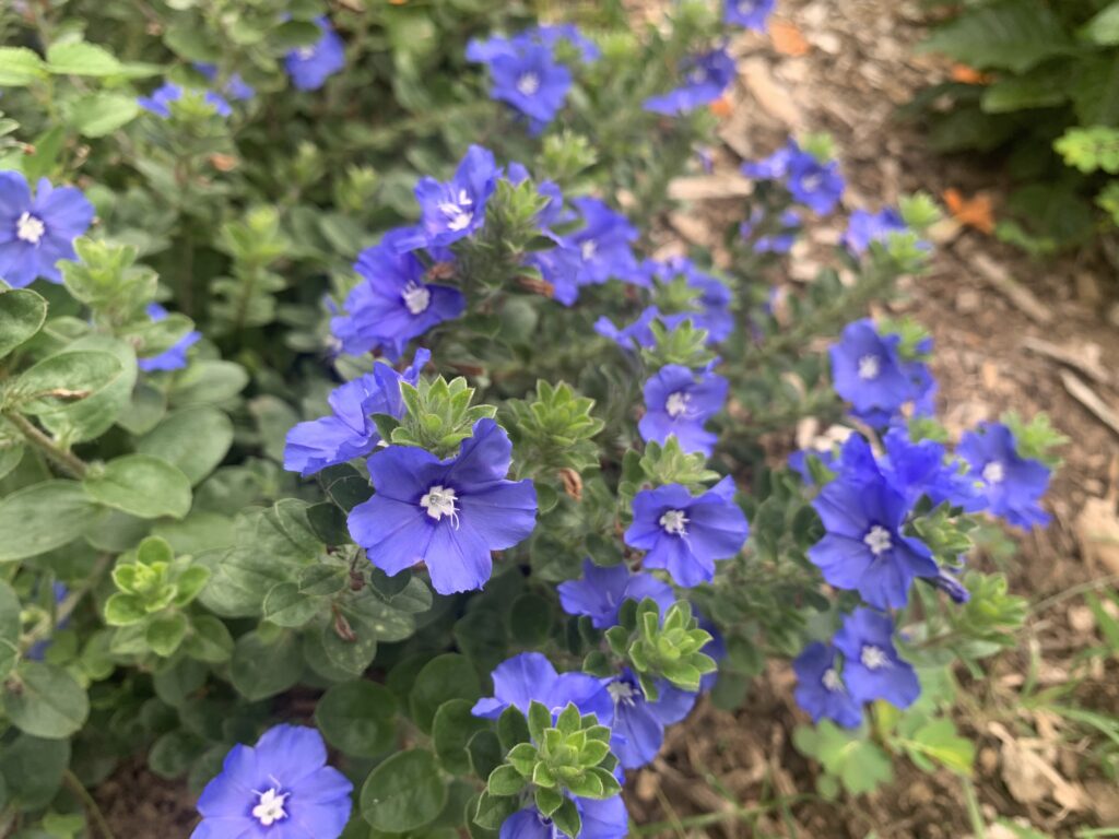 purple trial flower in bloom