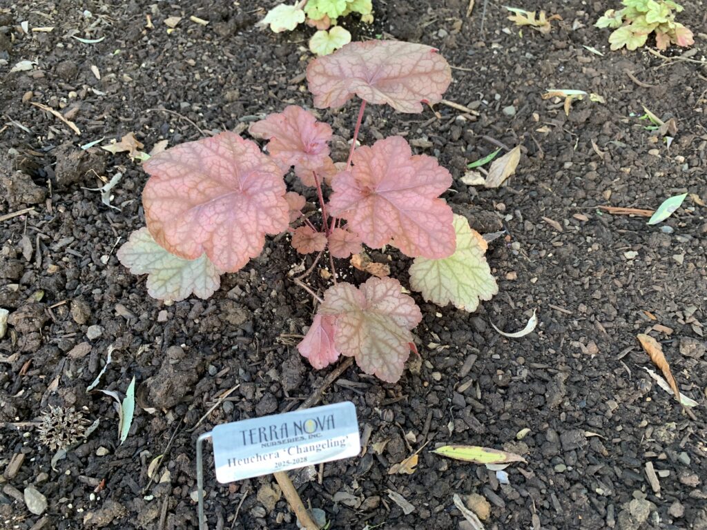 coral bells in a trial bed spot