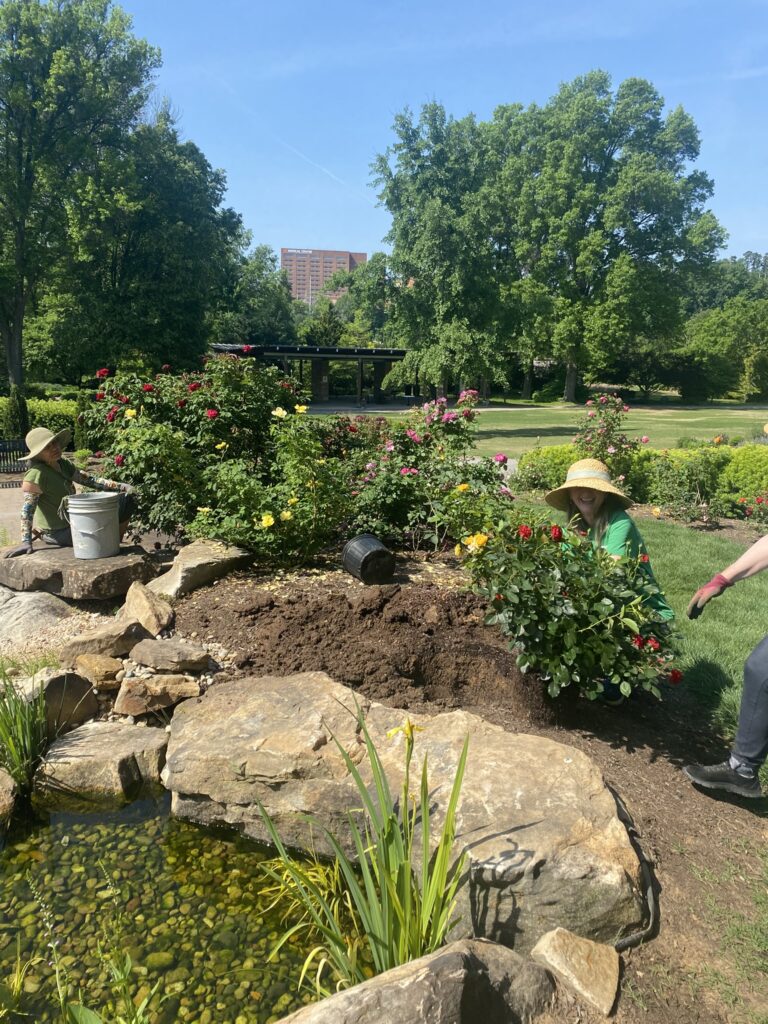 rose garden volunteers performing maintenance on rose plants in the rose garden