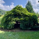 Large weeping tree with access cut to undertree.
