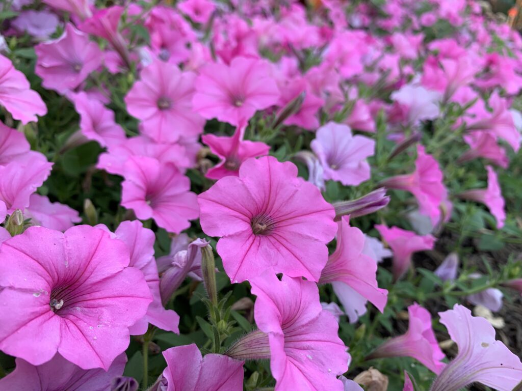 pink trial flowers in bloom
