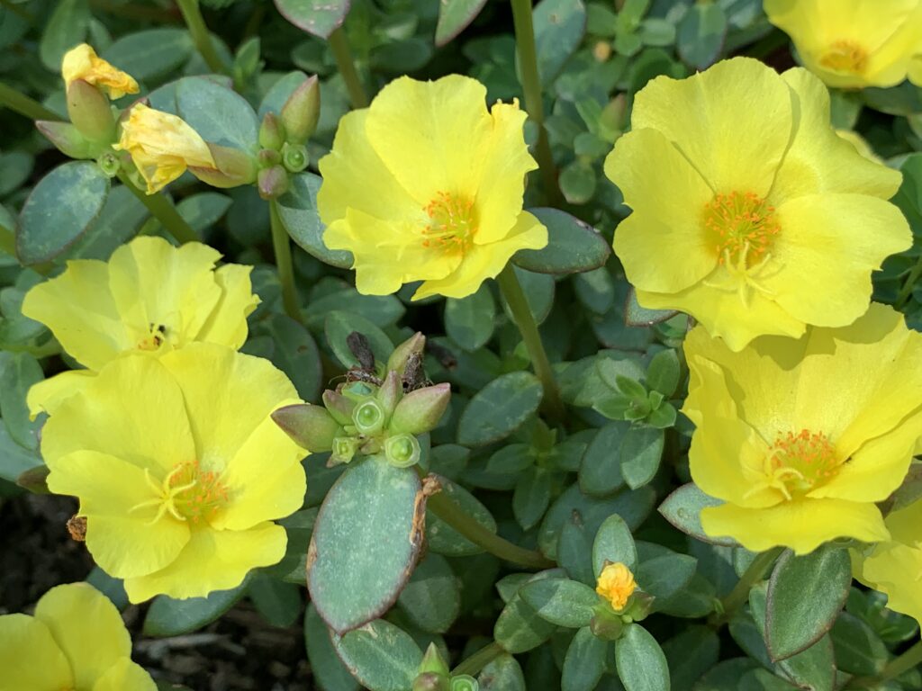 yellow trial flowers in bloom