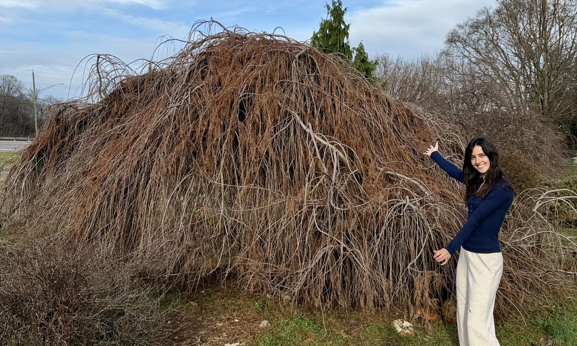 Large specimen of weeping bald cypress with person beside it for scale.
