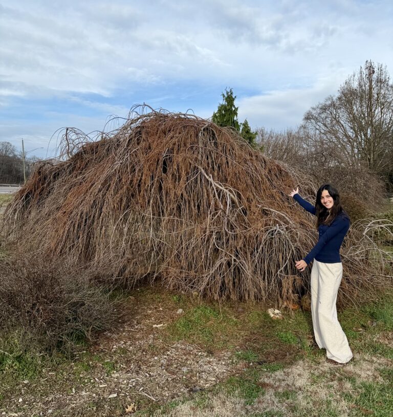Large specimen of weeping bald cypress with person beside it for scale.