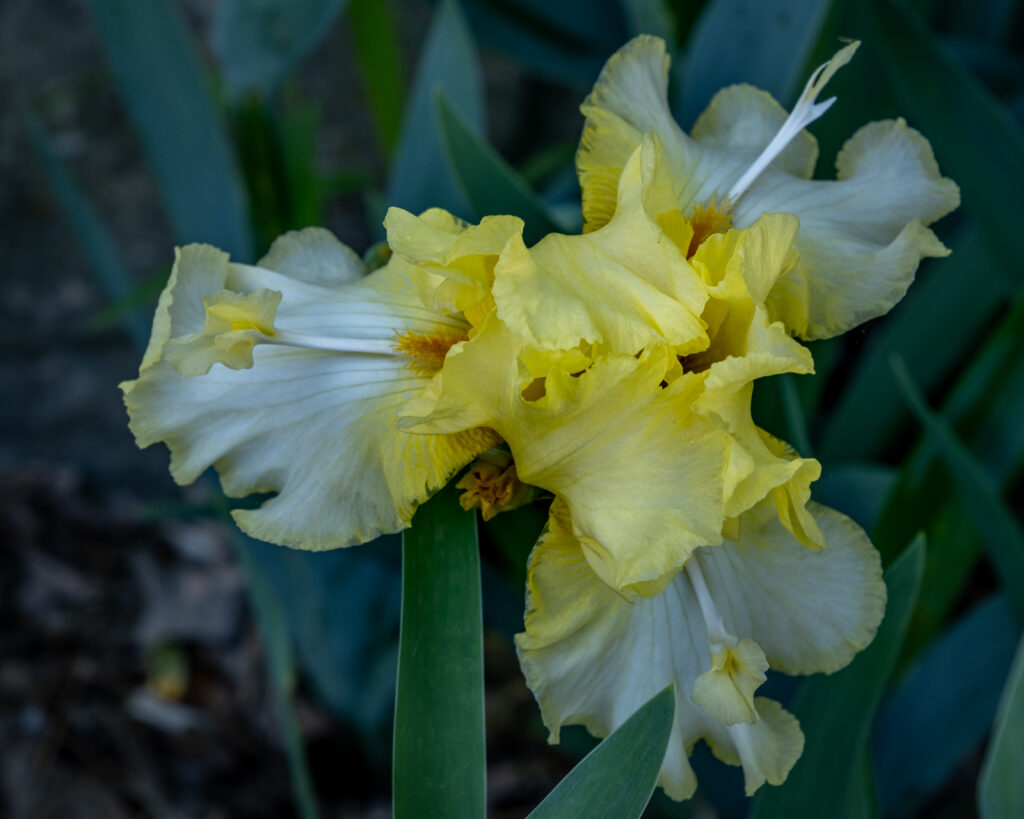 Yellow iris