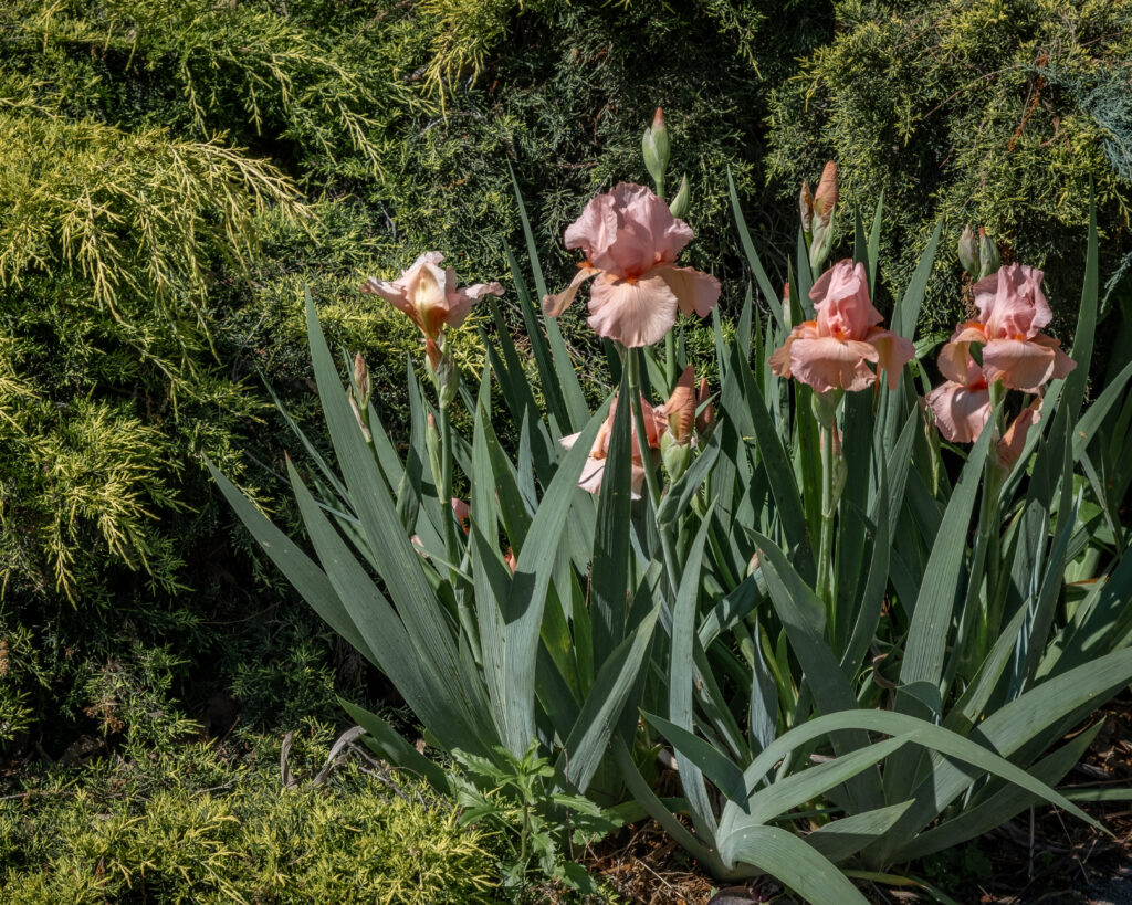 Peach irises near a conifer