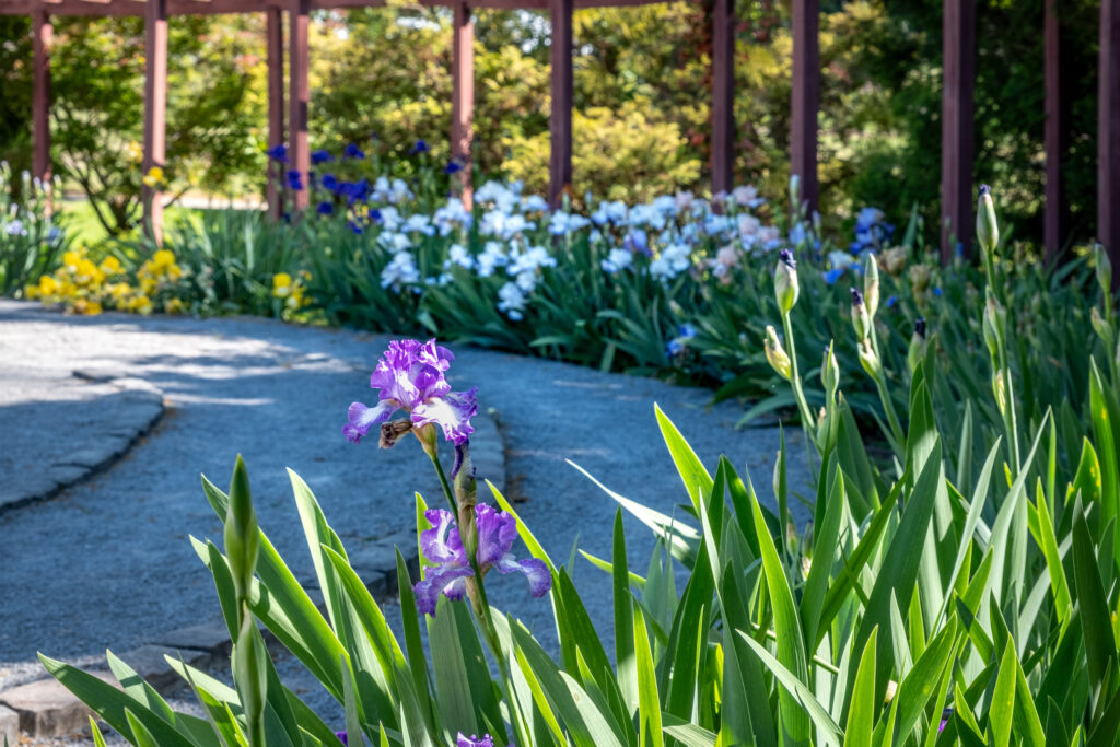 Iris by the labyrinth