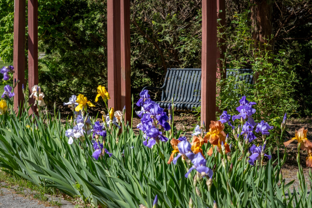 Orange, purple, and yellow irises
