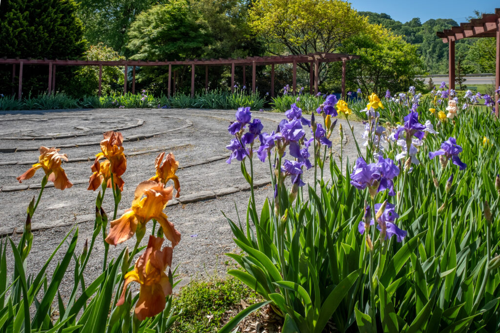 Orange and purple irises around the labyrinth
